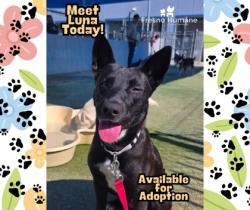 Shelter Stray Female Dog last seen W Grove Ave & S Prospect Ave,, Fresno Zone Fresno CO 2 93706, CA, Fresno, CA 93706