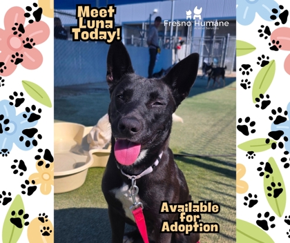 Shelter Stray Female Dog last seen W Grove Ave & S Prospect Ave,, Fresno Zone Fresno CO 2 93706, CA, Fresno, CA 93706