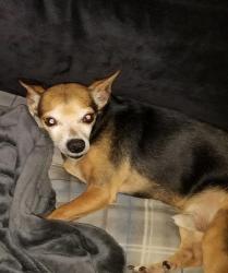 Reunited Male Dog last seen W Louisville St and Aspen, Broken Arrow, Broken Arrow, OK 74012