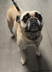 Shelter Stray Female Dog last seen E Ashlan Ave & N Chickadee Ave, Sanger Zone Fresno CO 4 93657, CA, Fresno, CA 93706