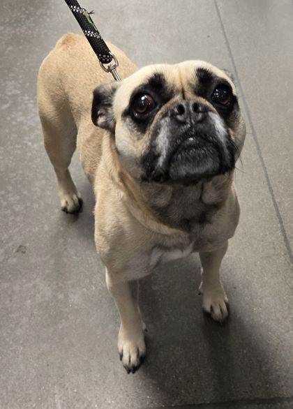 Shelter Stray Female Dog last seen E Ashlan Ave & N Chickadee Ave, Sanger Zone Fresno CO 4 93657, CA, Fresno, CA 93706