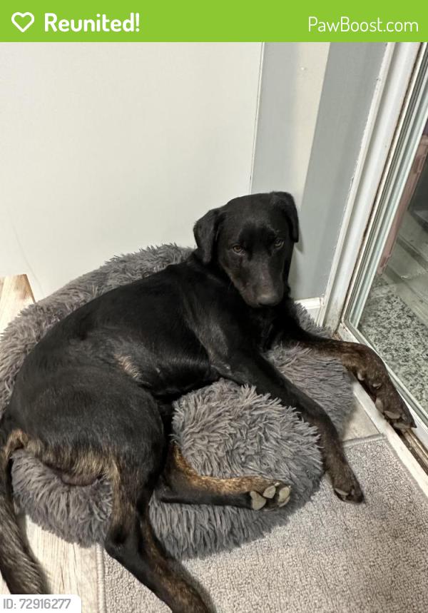 Reunited Male Dog last seen Durkee Rd , Cleveland, TN 37323