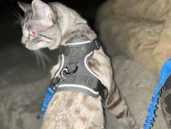Lost Male Cat last seen Nearby Address: 601-651 4th Ave, Venice, CA 90291, Los Angeles, CA 90291
