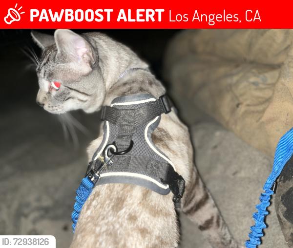 Lost Male Cat last seen Nearby Address: 601-651 4th Ave, Venice, CA 90291, Los Angeles, CA 90291
