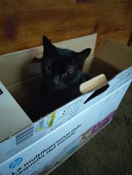 Lost Female Cat last seen Alton Rd and S. Neponsit, Venice, FL 34293