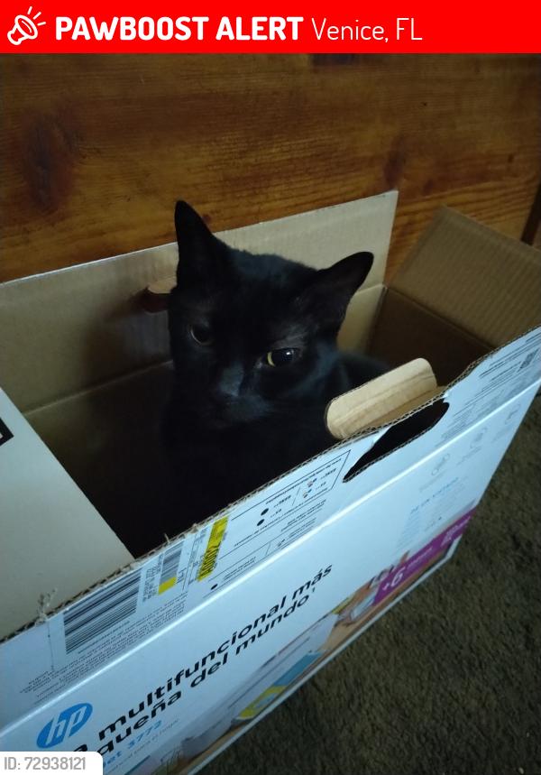Lost Female Cat last seen Alton Rd and S. Neponsit, Venice, FL 34293