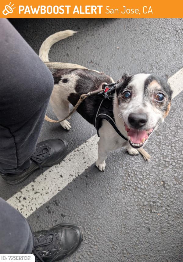 Rehomed Male Dog last seen Near s Almaden Blvd, San Jose, San Jose, CA 95110