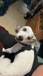 Reunited Male Dog last seen Willow Springs apmt buildings, Eagle Mountain, UT 84005