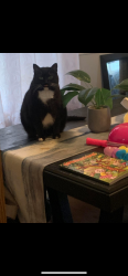 Lost Male Cat last seen English n Elias st , London, ON N5W