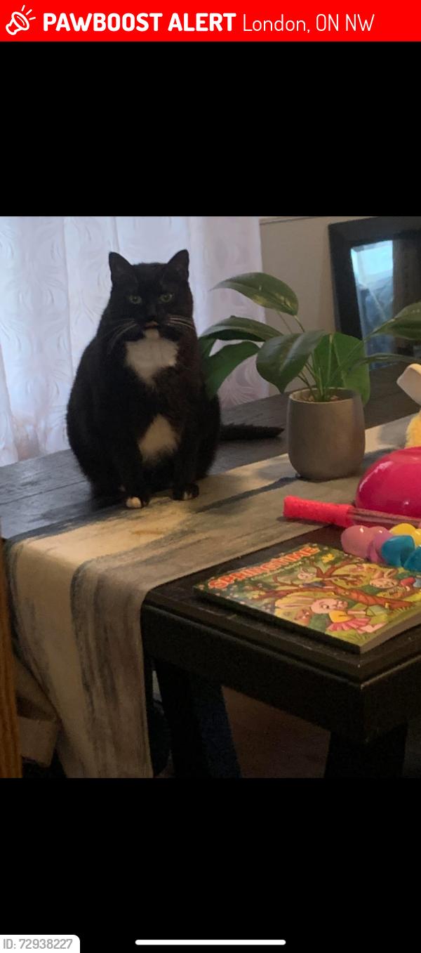 Lost Male Cat last seen English n Elias st, London, ON N5W
