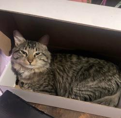 Lost Male Cat last seen Near th and depew, Lakewood, CO 80214