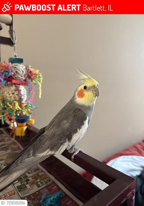 Lost Male Bird last seen Polo Drive, Northgate, areas nearby , Bartlett, IL 60103