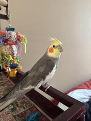 Lost Male Bird last seen Polo Drive, Northgate, areas nearby , Bartlett, IL 60103