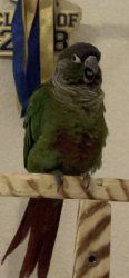 Lost Female Bird last seen Sunset and Fort Apache, Las Vegas, NV 89148