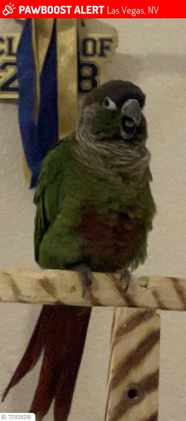 Lost Female Bird last seen Sunset and Fort Apache, Las Vegas, NV 89148