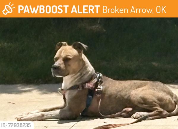 Found/Stray Male Dog last seen 101st St. and 200255 East Ave., Broken Arrow Police Non Emergency, Broken Arrow, OK 74014