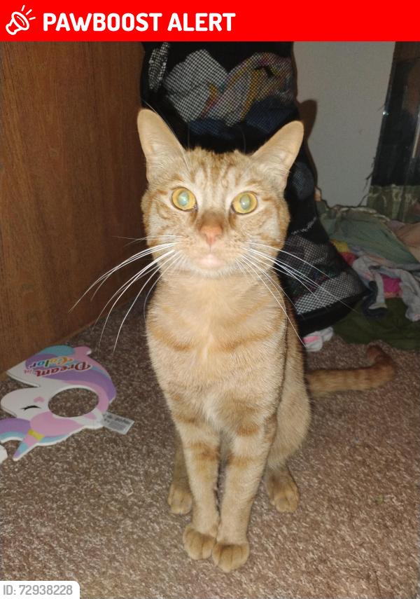 Lost Male Cat last seen Lakeside Park apmts, Shelby Township, MI 48315