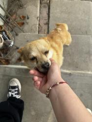 Lost Male Dog last seen McMillan st and S Manette , Compton, CA 90221