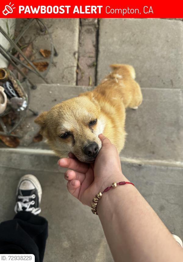 Lost Male Dog last seen McMillan st and S Manette , Compton, CA 90221