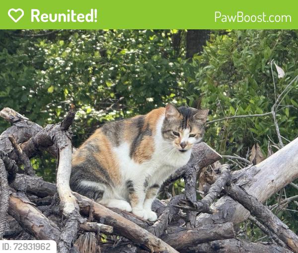 Reunited Unknown Cat last seen Pine ridge parkway, Middleburg, FL 32068