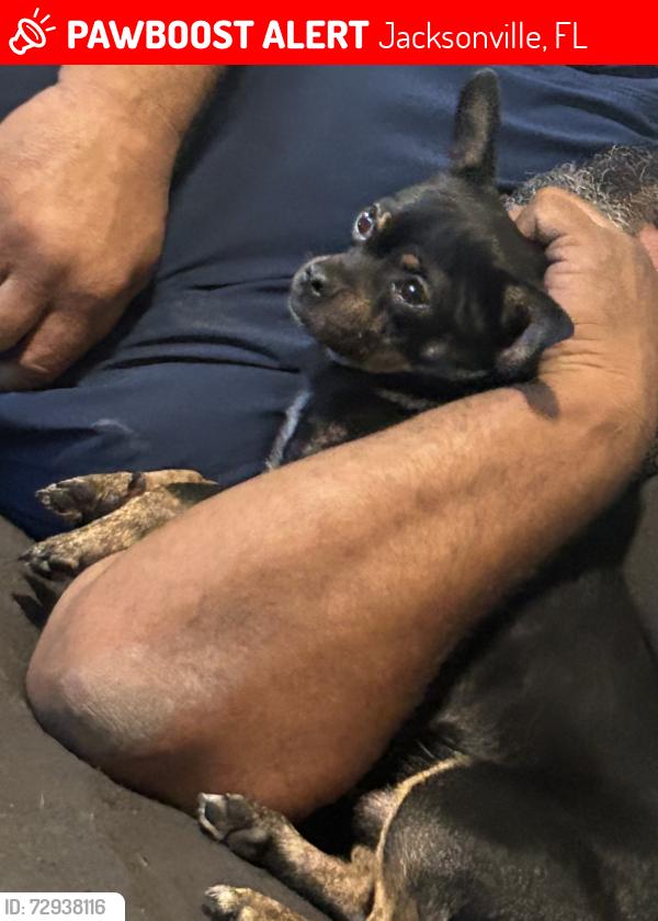 Lost Male Dog last seen Webster st & shorted st , Jacksonville, FL 32254