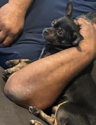 Lost Male Dog last seen Webster st & shorted st , Jacksonville, FL 32254
