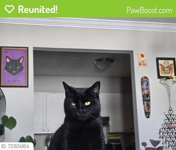 Reunited Male Cat last seen Carriage Hill apmts, Clinton, TN 37716