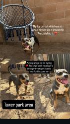 Lost Female Dog last seen 98th and Gibson, Albuquerque, NM 87121
