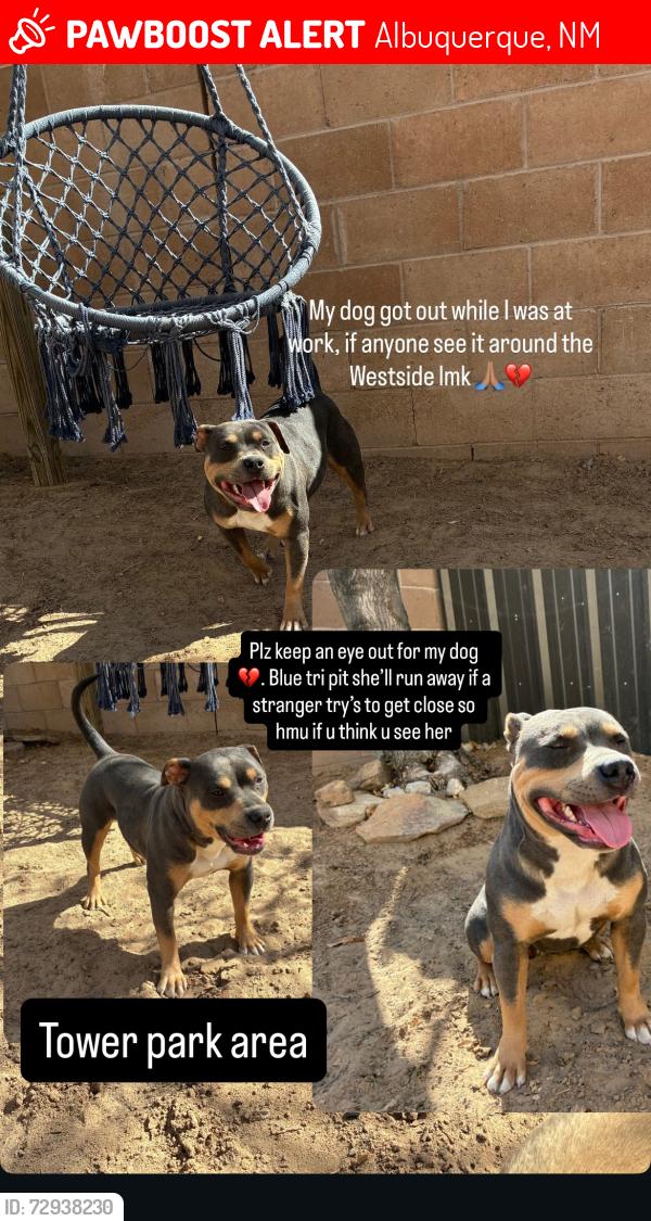 Lost Female Dog last seen 98th and Gibson, Albuquerque, NM 87121