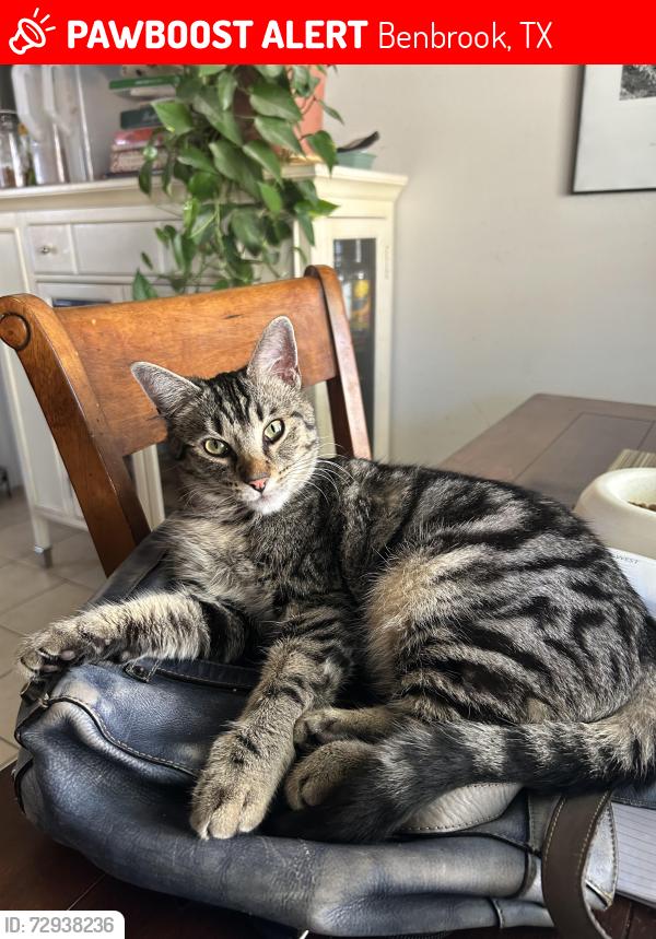 Lost Male Cat last seen Trinity ests/Hills of Whitestone , Benbrook, TX 76126