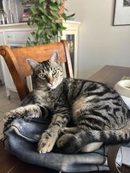 Lost Male Cat last seen Trinity ests/Hills of Whitestone , Benbrook, TX 76126