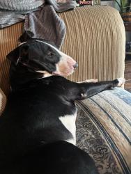 Found/Stray Male Dog last seen Near shawnee dr kansas city, Kansas City, KS 66106