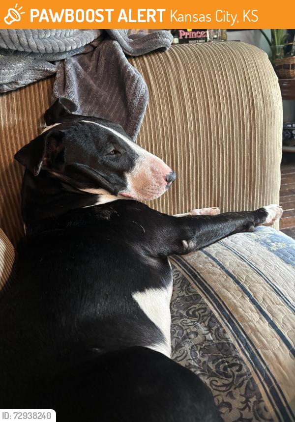 Found/Stray Male Dog last seen Near shawnee dr kansas city, Kansas City, KS 66106