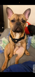 Lost Male Dog last seen vierling drive , Shakopee, MN 55379