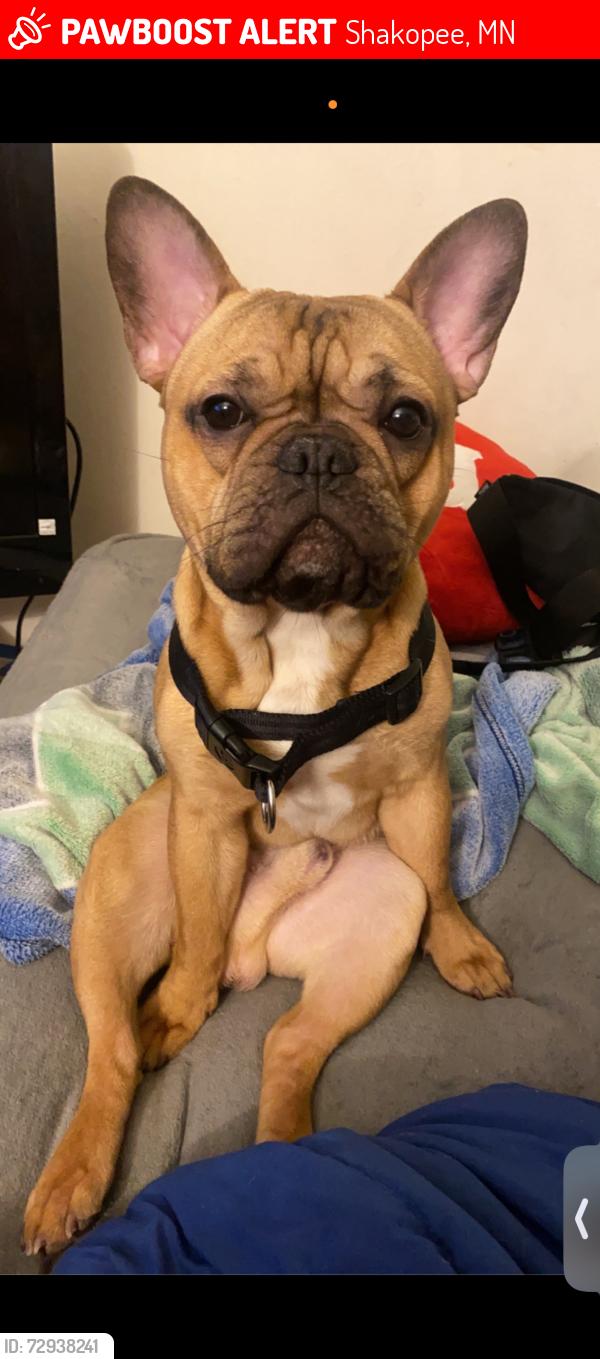 Lost Male Dog last seen vierling drive , Shakopee, MN 55379