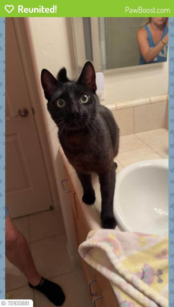 Reunited Male Cat last seen Grand Avenue and Olney Street, San Diego, CA 92109