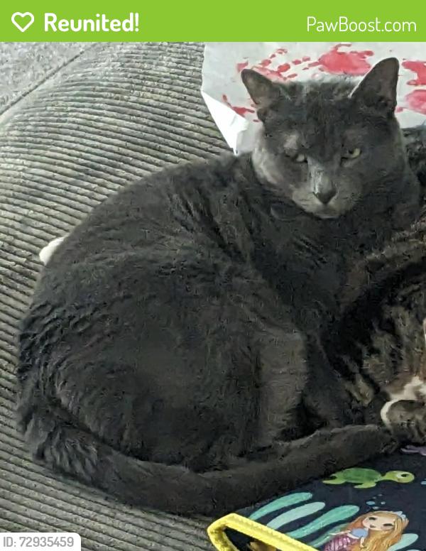 Reunited Female Cat last seen White Falls Dr and Quiet Lake Ln, Pearland, TX 77584