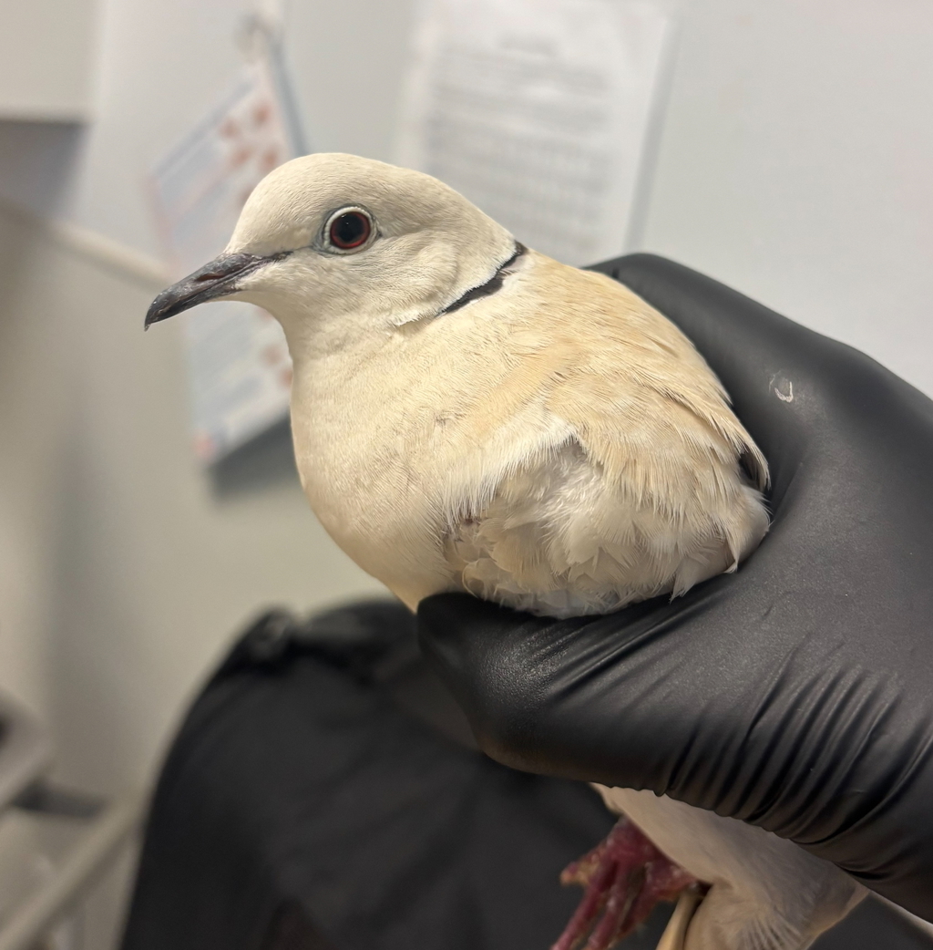 Shelter Stray Unknown Bird last seen Near Revelstoke Way, San Diego, CA, 92126, San Diego, CA 92110