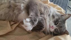 Reunited Unknown Cat last seen Lakewood, Community Road, Nettie Road, Planet Fitness, Jacksonville, FL 32207