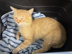 Shelter Stray Male Cat last seen Foundation Place Road, South Chesterfield, VA, 23803, Chesterfield, VA 23832