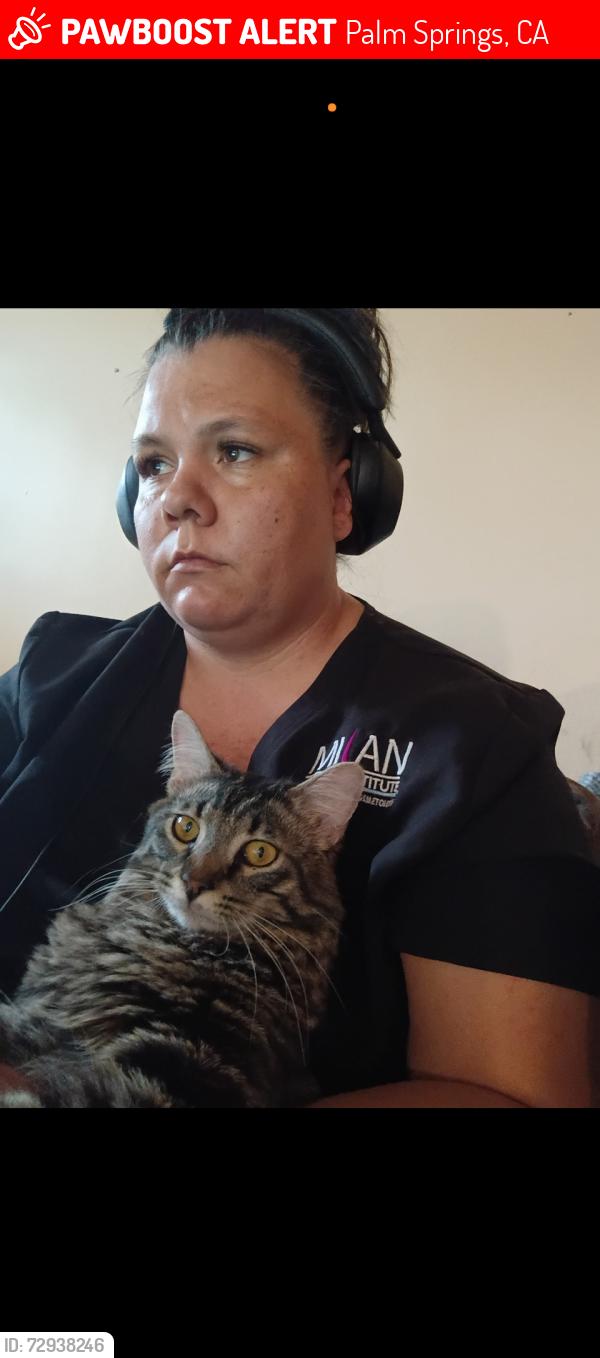 Lost Male Cat last seen Avenida cabaleros and Francis dr, Palm Springs, CA 92262