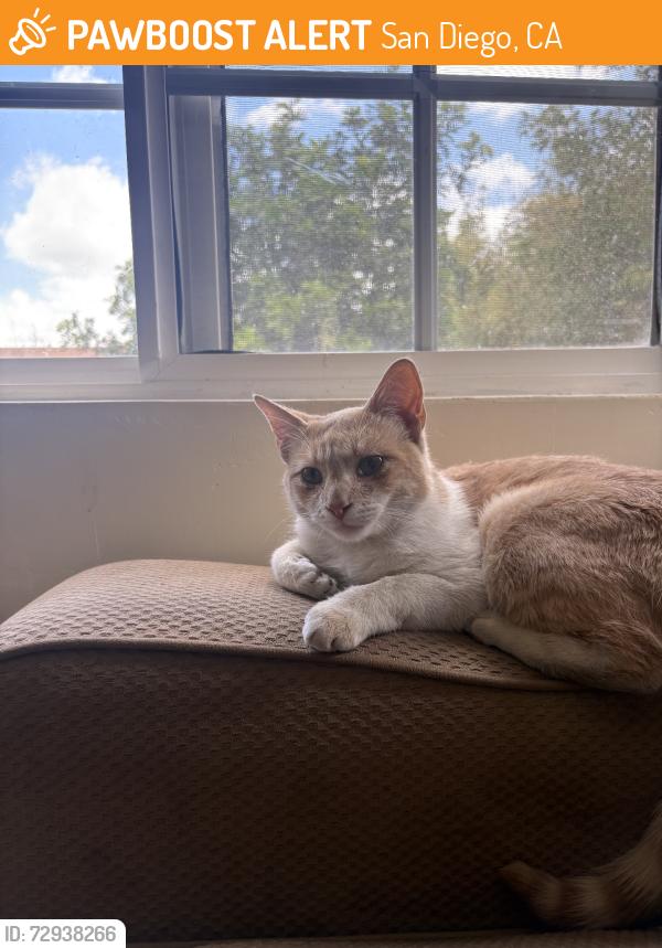 Found/Stray Male Cat last seen In apmt complex, San Diego, CA 92114
