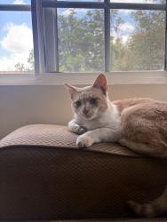 Found/Stray Male Cat last seen In apmt complex, San Diego, CA 92114