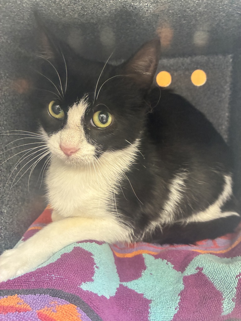 Shelter Stray Female Cat last seen Near W 300 N, SALT LAKE CITY, UT, 84103, 511 W 3900 S, Salt Lake City, UT 84123, USA