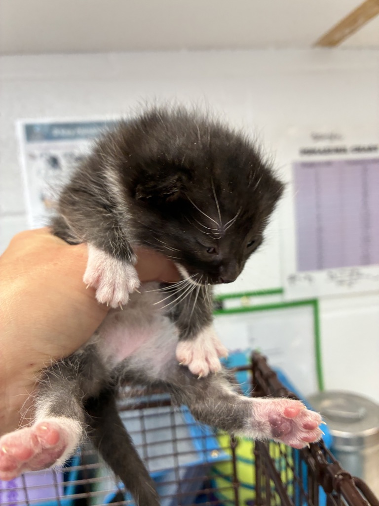 Shelter Stray Female Cat last seen Near W 300 N, SALT LAKE CITY, UT, 84103, 511 W 3900 S, Salt Lake City, UT 84123, USA