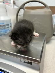 Shelter Stray Male Cat last seen Near W 300 N, SALT LAKE CITY, UT, 84103, Taylorsville, UT 84123