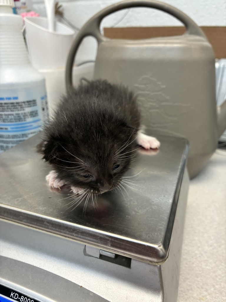 Shelter Stray Male Cat last seen Near W 300 N, SALT LAKE CITY, UT, 84103, 511 W 3900 S, Salt Lake City, UT 84123, USA