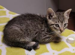 Shelter Stray Female Cat last seen backyard, SAN LEANDRO, CA, 94577, Oakland, CA 94621