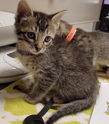 Shelter Stray Female Cat last seen backyard, SAN LEANDRO, CA, 94577, Oakland, CA 94621