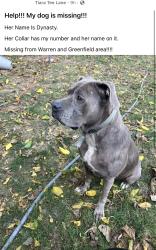 Lost Female Dog last seen Warren and greenfield area, Dearborn, MI 48126